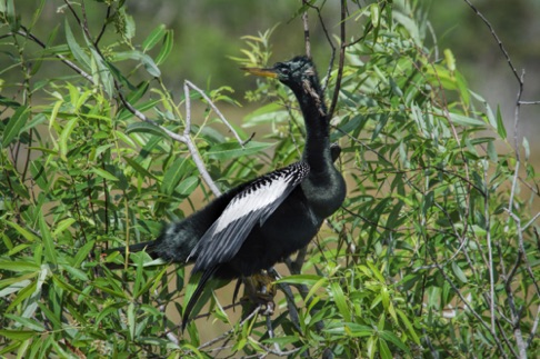 Anhinga • Anhinga anhinga