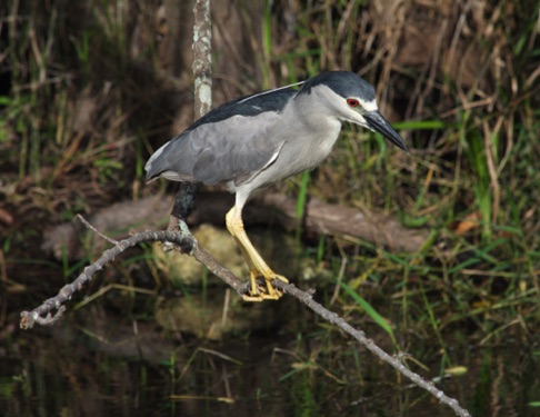 Black Crowned Night Heron • Nycticorax nycticorax