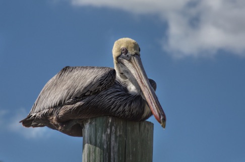 Brown Pelican • Pelecanos occidentalis