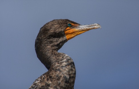 Double Crested Cormorant • Phalacrocoax auritus