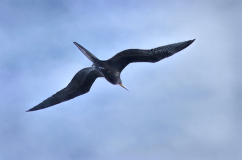 Frigate Bird • Fregata magnificens