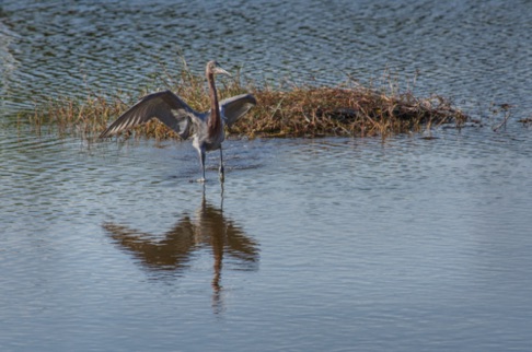 Great Blue Heron • Area herodias