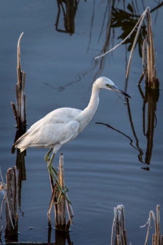 Great Blue Heron White Morph