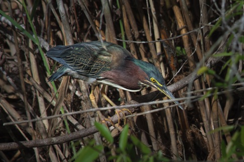 Green Heron • Butorides virescens