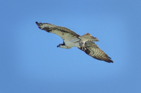 Osprey • Pandion haliaetus