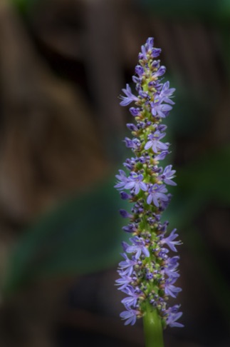 Pickerelweed • Pontederia cordata