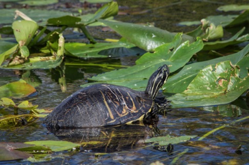 American Red Bellied Turtle • Pseudemys rubriventris