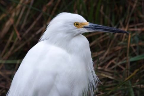 Snowy Egret • Egretta thula