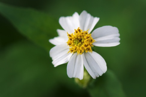 Spanish Needle • Bidens alba