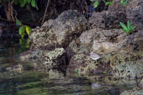 Spotted Sandpiper • Actitus macularia