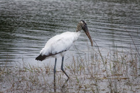 Wood Stork • Mycteria americana