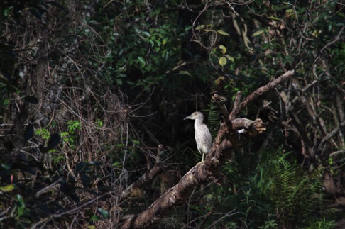 Yellow Crowned Night Heron (Juv) • Nyctanasse violaceae