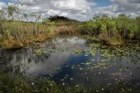 Anhinga Trail, Royal Palm area, Everglades National Park