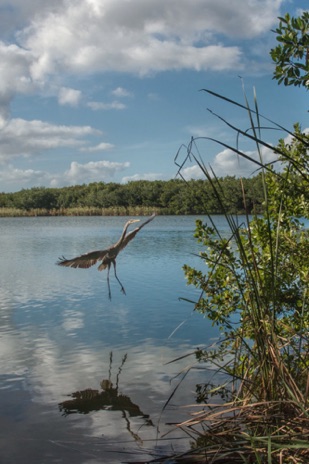 Coot Bay Pond and Great Blue Heron