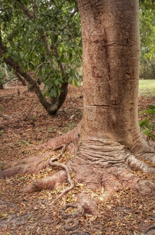 Gumbo Limbo tree