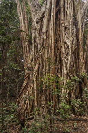 Strangler Fig