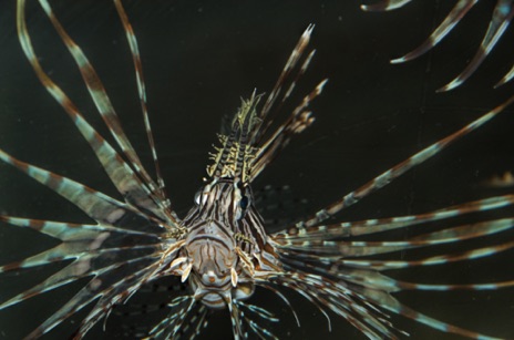 Lion Fish