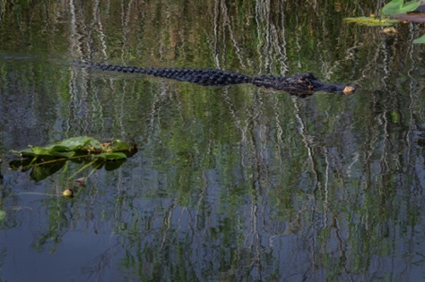 American Alligator