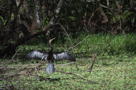 Anhinga drying her wings