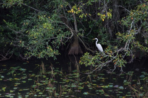 Great Egret