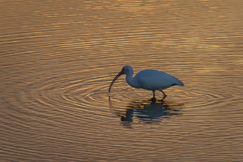 White Ibis