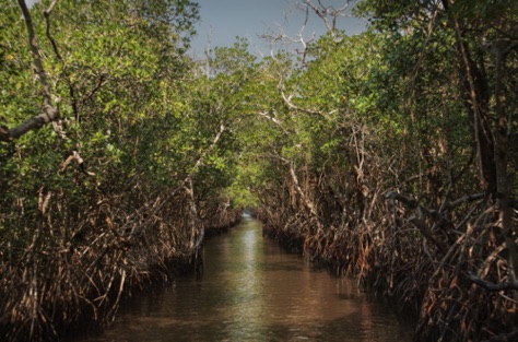 Mangrove forest airboat tour