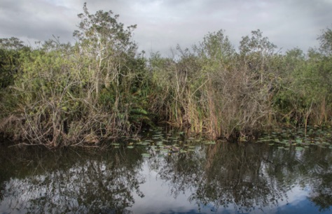 Shark Valley, Everglades National Park