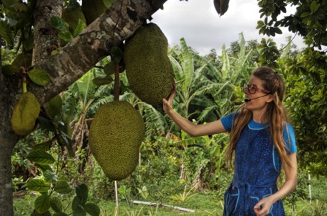 Jack Fruit