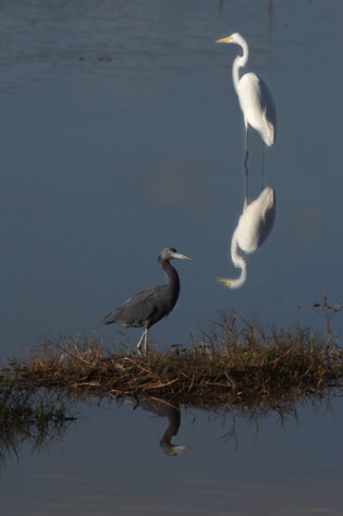 Great Egret and Little Blue Heron