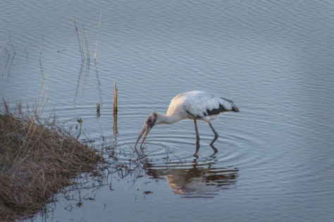 Wood Stork