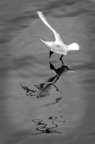 Gull in Motion\