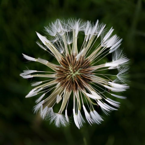 Agoseris • Agoseris sp. Agoseris • Agoseris sp.