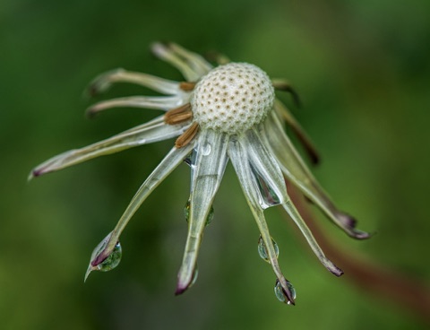 Agoseris • Agoseris sp. Agoseris • Agoseris sp.