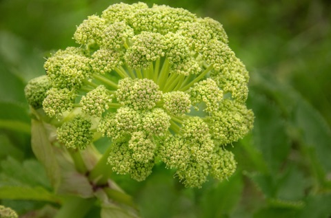 Norse Angelica • Angelica archangelica Norse Angelica • Angelica archangelica