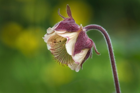 Water Avens • Geum rivale Water Avens • Geum rivale