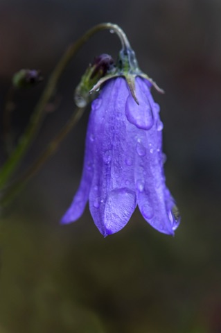 Harebell • Campanula rotundifolia Harebell • Campanula rotundifolia