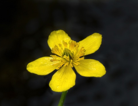 Meadow Buttercup • Ranunculus acris Meadow Buttercup • Ranunculus acris