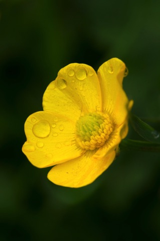 Meadow Buttercup • Ranunculus acris Meadow Buttercup • Ranunculus acris
