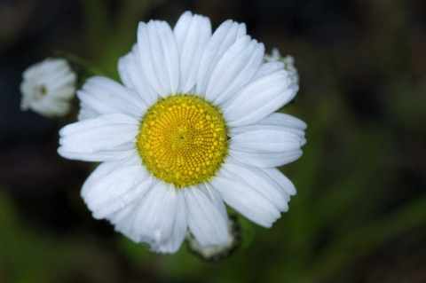 Sea Mayweed • Matricaria maritima Sea Mayweed • Matricaria maritima