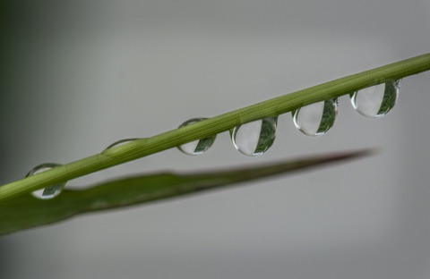 Drops on Stem Drops on Stem