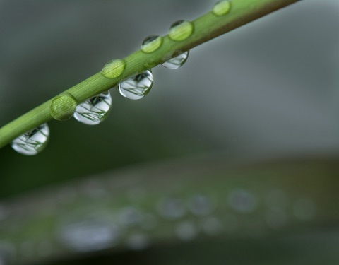 More Drops on Stem More Drops on Stem