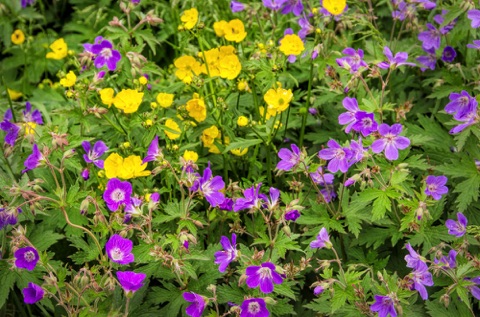 Woodland Geranium and Buttercups Woodland Geranium and Buttercups