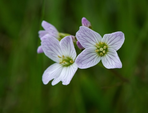 Cuckooflower • Cardamine pratensis Cuckooflower • Cardamine pratensis