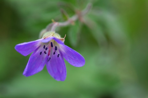 Woodland Geranium • Geranium sylvaticum Woodland Geranium • Geranium sylvaticum