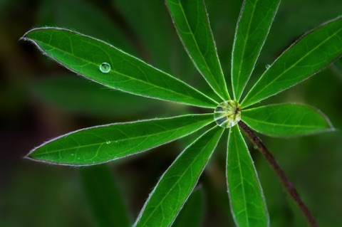Lupine Leaf 1 Lupine Leaf 1