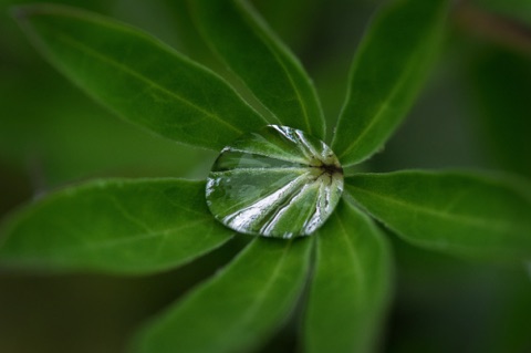 Lupine Leaf 2 Lupine Leaf 2