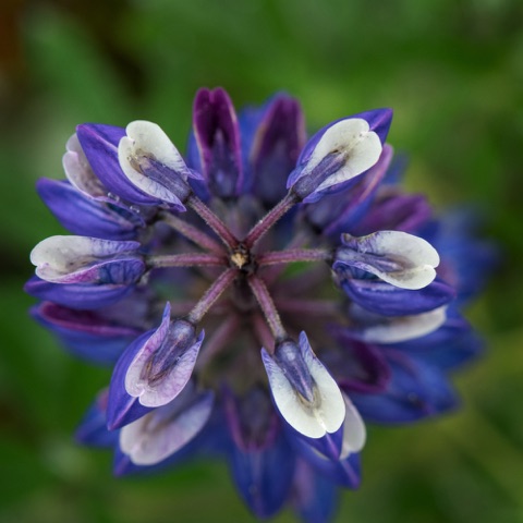 Nootka Lupine • Lupinus nootkatensis Nootka Lupine • Lupinus nootkatensis
