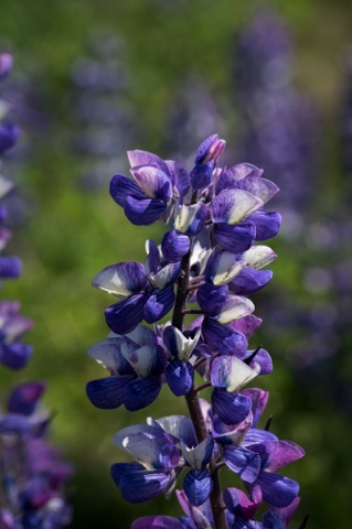 Nootka Lupine • Lupinus nootkatensis Nootka Lupine • Lupinus nootkatensis
