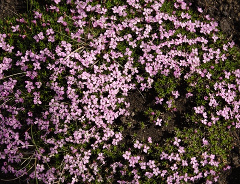 Moss Campion • Silene acaulis Moss Campion • Silene acaulis