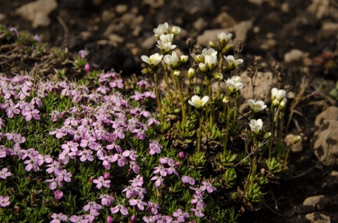 Moss Campion and ?? Moss Campion and ??